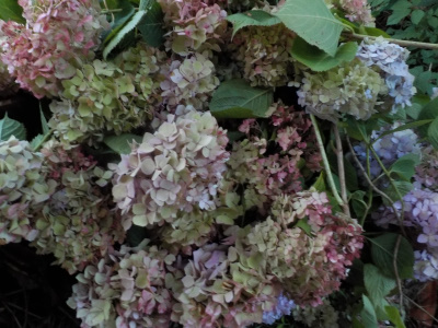 平日の夕方にアジサイの剪定をしました。