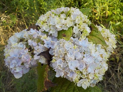 夏のアジサイはユニークな形が多いです。