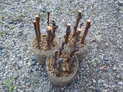 お正月にアンズの挿し木をしました。