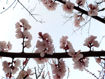 アンズが満開です。