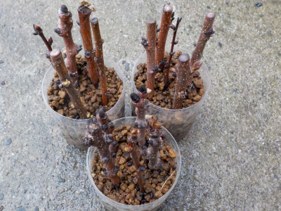 アンズの挿し木の葉っぱがなくなりました。