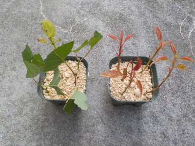 アンズの収穫が終わったので夏季剪定しました。