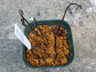 先端部分を使ったアンズの挿し木は枯れました。