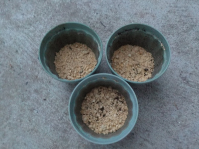 ダイソーのバジルの種は安い