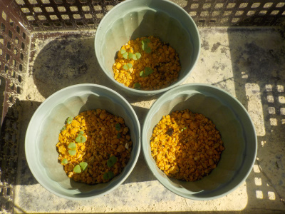 バジルが一鉢発芽しませんでした。