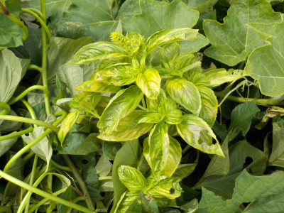 今年はバジルをあまり食べませんでした。