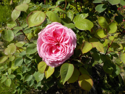 複雑な花びらのバラが咲きました。ダブルセンター。