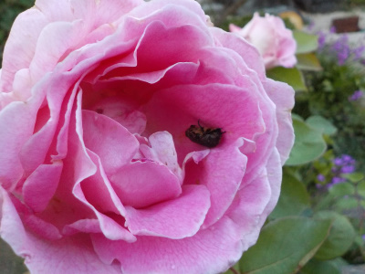 バラの花の中に虫がいました。There was an insect inside the rose flower