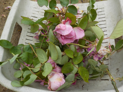 終わったバラの花を取り除きました。