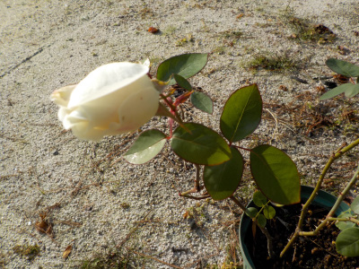 元旦にバラの花が見れそうです。