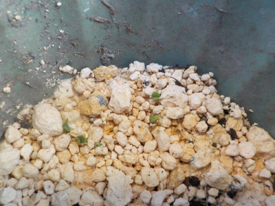 バジルの芽は小さいですね。