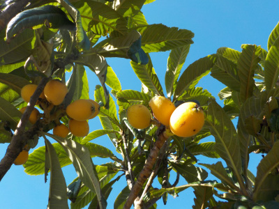 実生のビワがとうとう沢山食べれるようになりました。