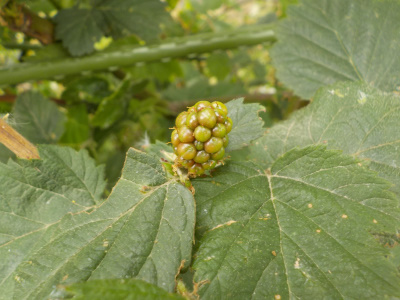 今頃ブラックベリーの剪定と誘引をしました。