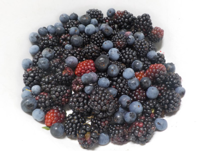 今年初のブラックベリーの収獲です。