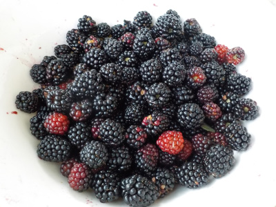 ブラックベリーが沢山採れたのでゼリーが作れます。