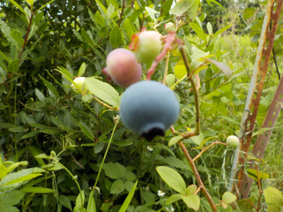 ちょっとずつブルーベリーを収獲して食べています。