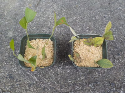 今年もブルーベリーの挿し木をしました。