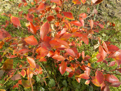 japan ブルーベリーが綺麗に紅葉中。 12月