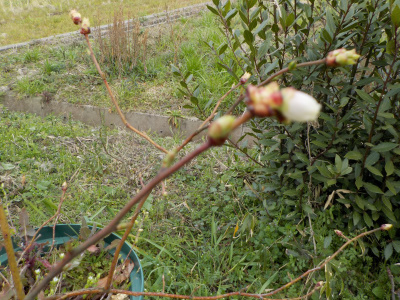 1つだけブルーベリーの花が咲いていました。