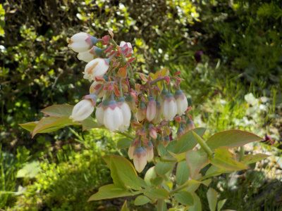 ブルーベリーに花が沢山付いています。