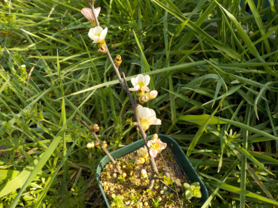 小さいボケの木が開花しました。