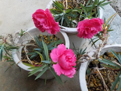 カーネーションは1月でも咲いていいですね。