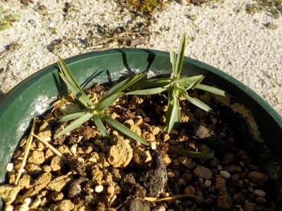 カーネーションの挿し芽追加です。
