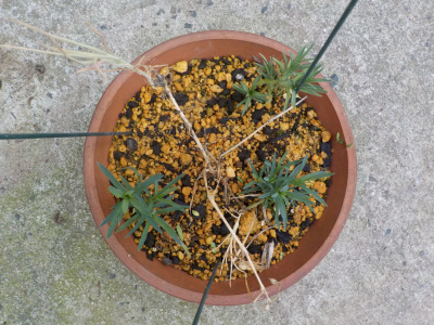 japan 真ん中に植えた背の高いカーネーションが枯れました。 6月