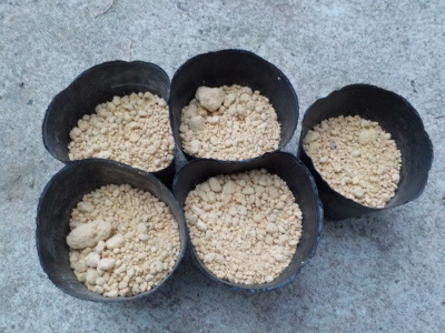 ダイソーの枝豆は15粒入りでした。