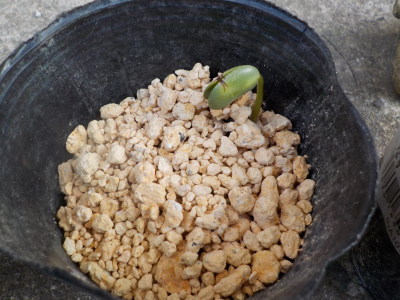 枝豆の芽が出ました。