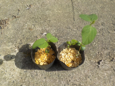 枝豆の先端を挿し芽しました。