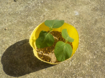 枝豆の先端を挿し芽しました。