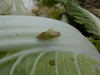 白菜にモンシロチョウのサナギが付いていました。