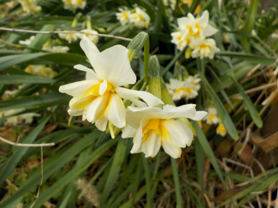 水仙があちこちで咲きだしました。