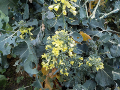 収穫していなかったのでブロッコリーの花が咲きました。