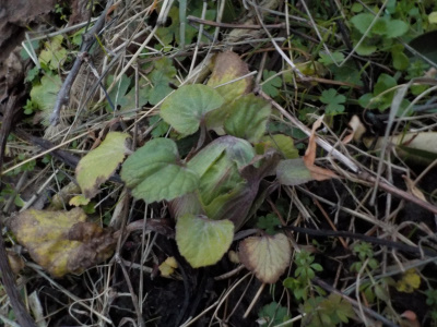 フキノトウを7個収穫しました。