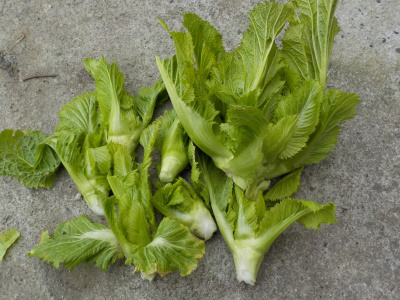 高菜の芽を収獲しました。