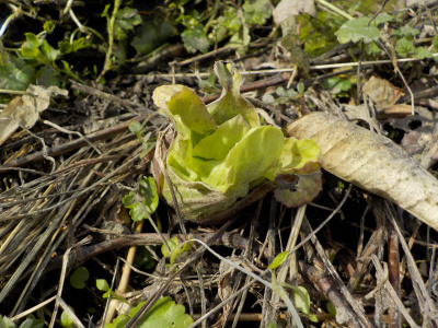 ふきのとうを収獲しました。