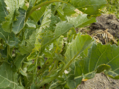 あすっこを大量に収穫しました。Vegetables from Shimane Prefecture