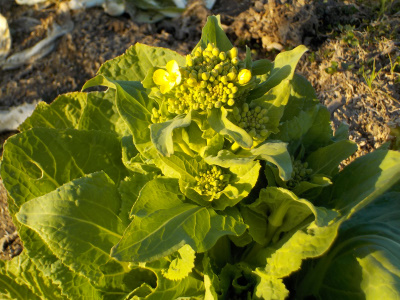 白菜の花が咲きました