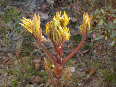 ボタンが成長してます。