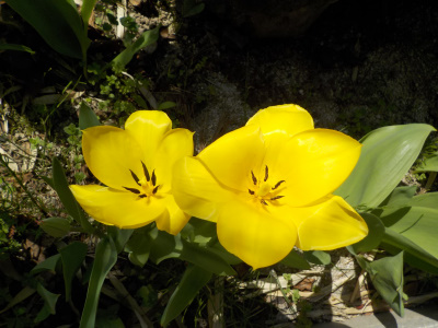 このチューリップの花は咲ききった感じです。Tulips are about to bloom