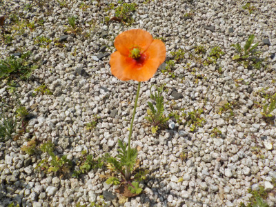ナガミヒナゲシが今年も咲いています。Exotic plants are blooming