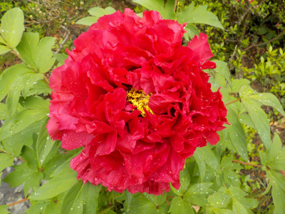 ボタンの花が咲きました。