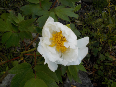 白いボタンも咲きました。