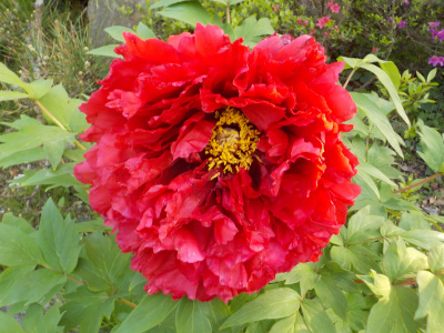 白いボタンも咲きました。