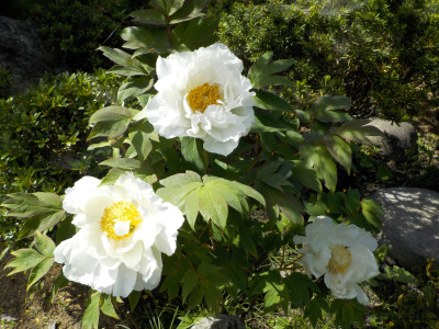 今日もボタンの花見です。