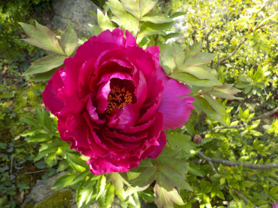 今日もボタンの花見です。
