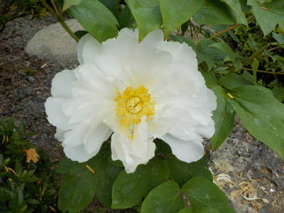 こどもの日にボタンが見れました。