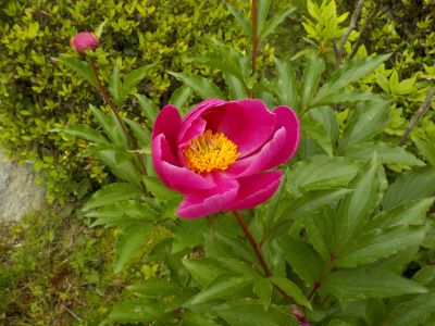 こどもの日にボタンが見れました。